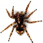 spiders-go-for-violent-but-effective-sex-150x150
