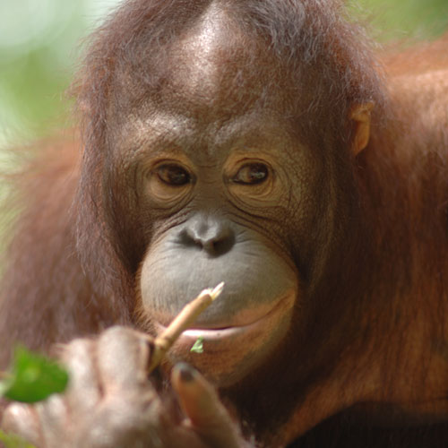 Hewan Langka di Indonesia - Binatang - CARApedia