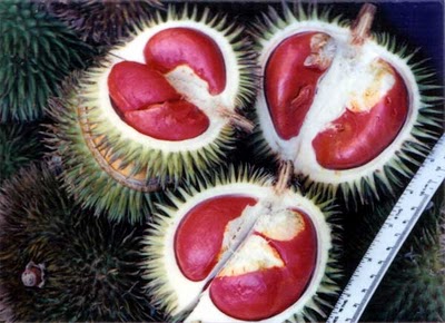 red-durian2